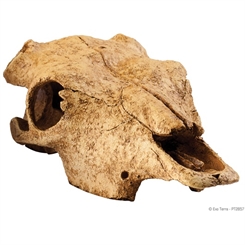 Cave Buffalo Skull - Exoterra - Længde 23 cm